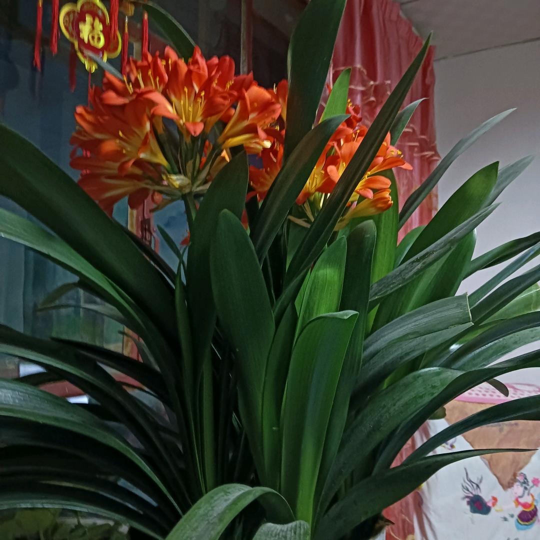 朱凤仙