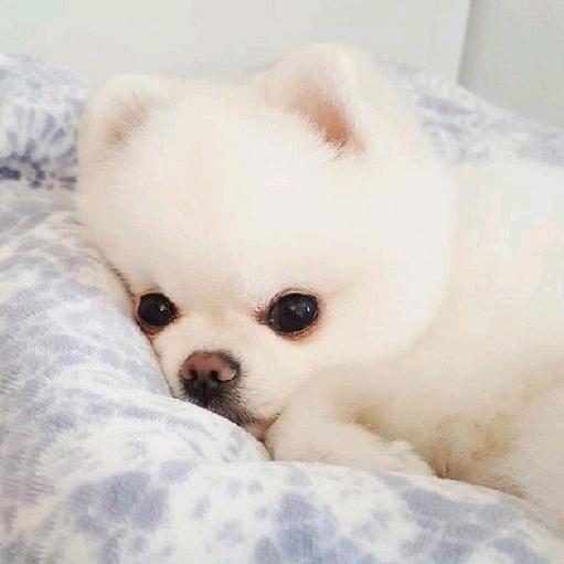 小表弟爱看电影丶