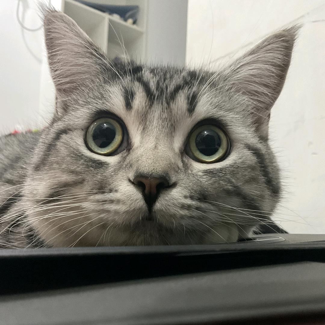 橙子（三角洲）