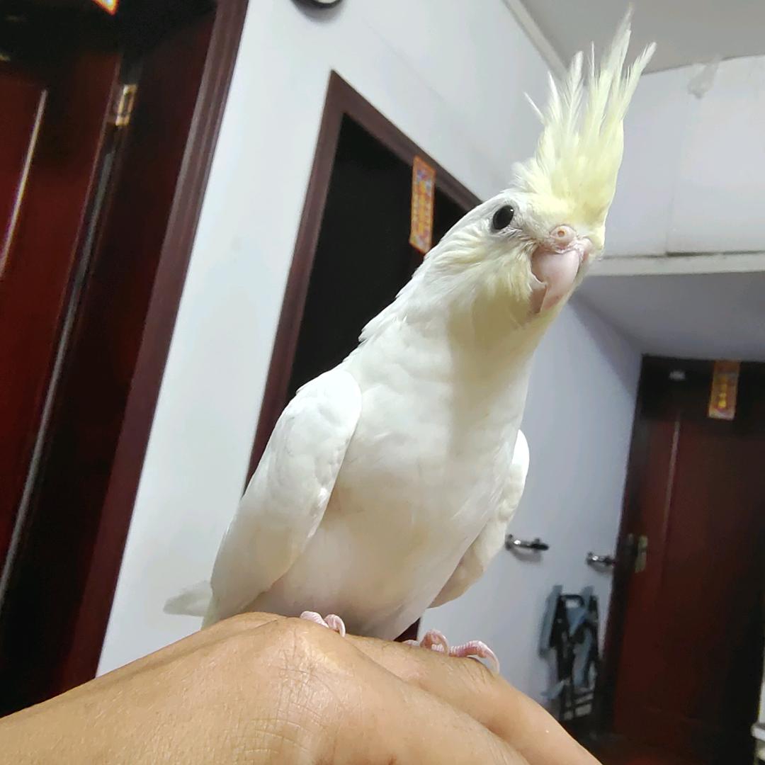 柳州小苏爱鹦鹉