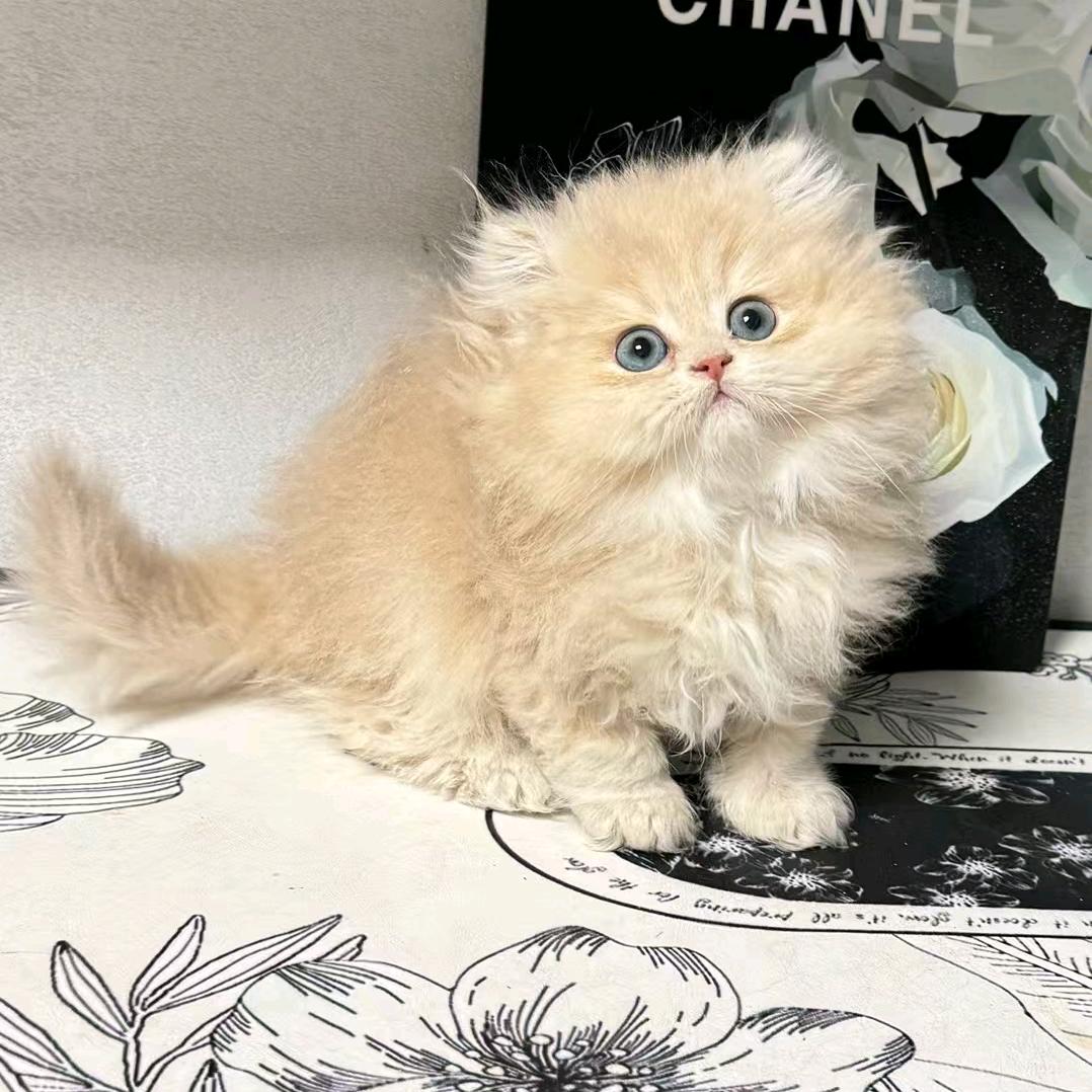 甜柚甜猫舍与重庆妹儿