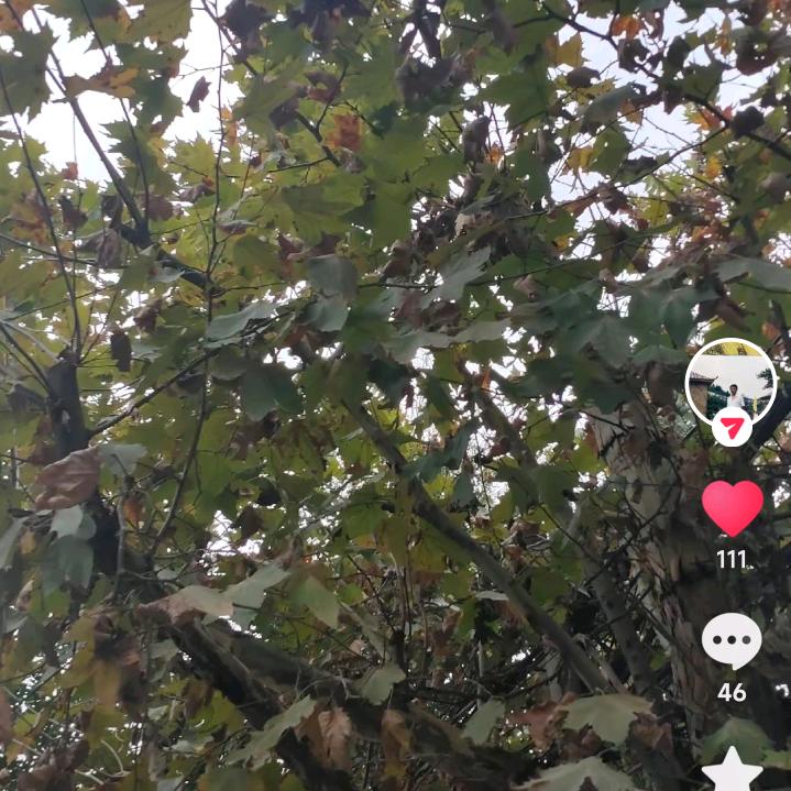 杨光