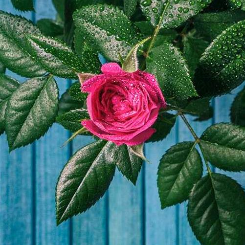 小琪🌹(单~可私聊)