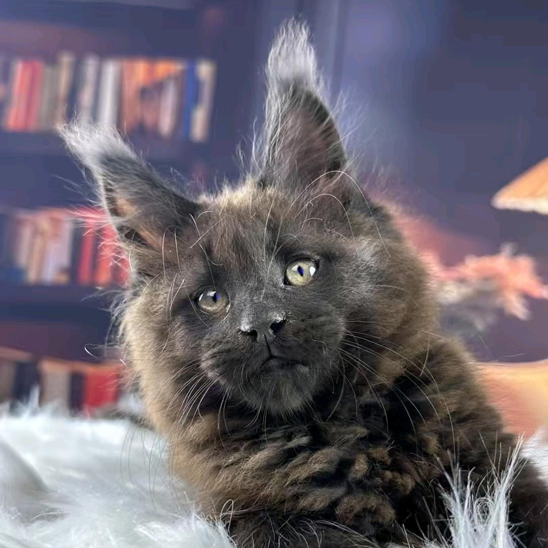 袁华的缅因猫舍