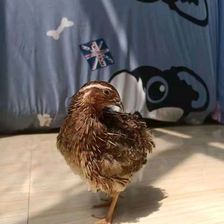 瑶妹斗鹌鹑孵化基地，