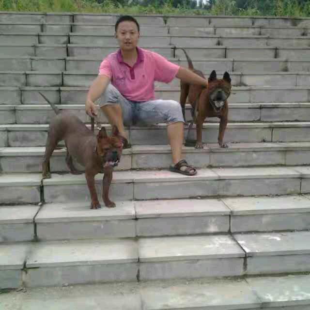 中华超越犬舍(小号)