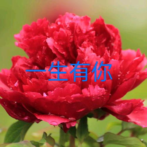 一生有你🍑🍑🍑