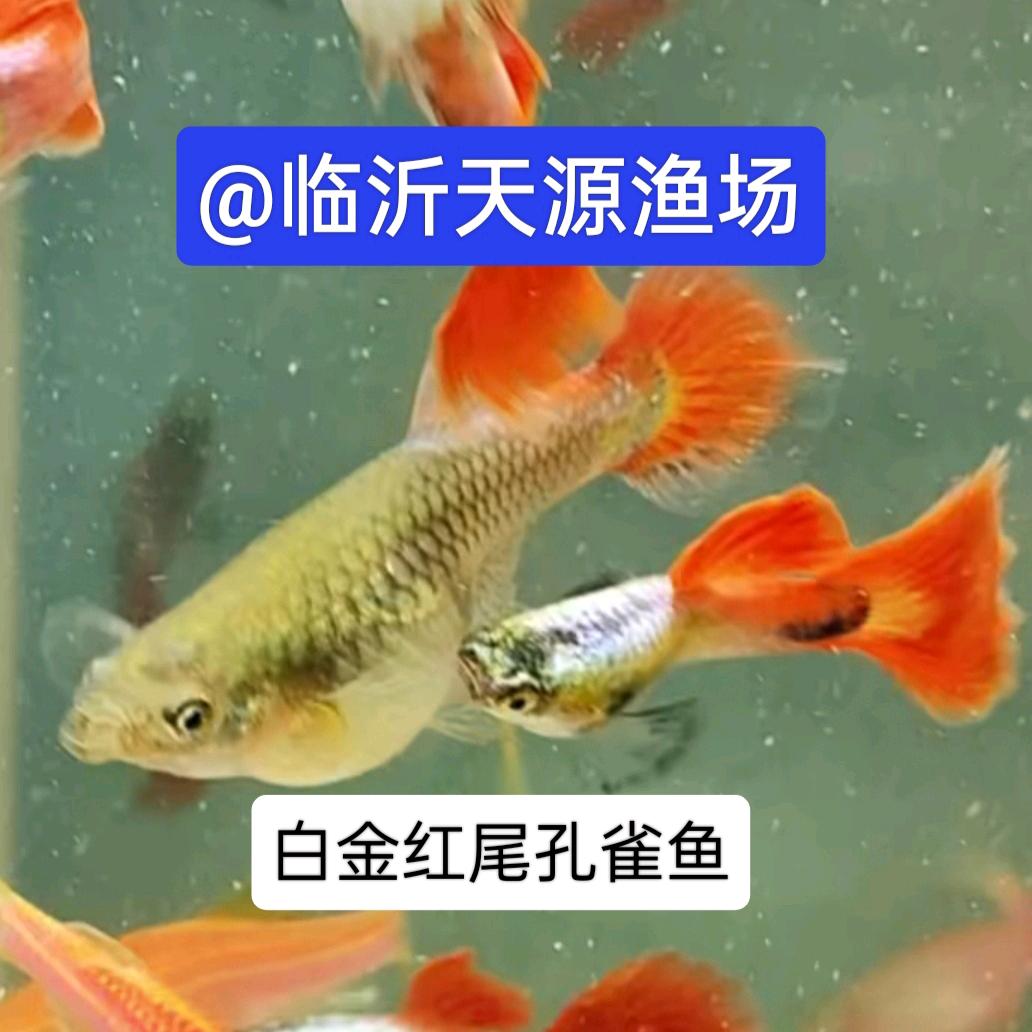 临沂天源渔场