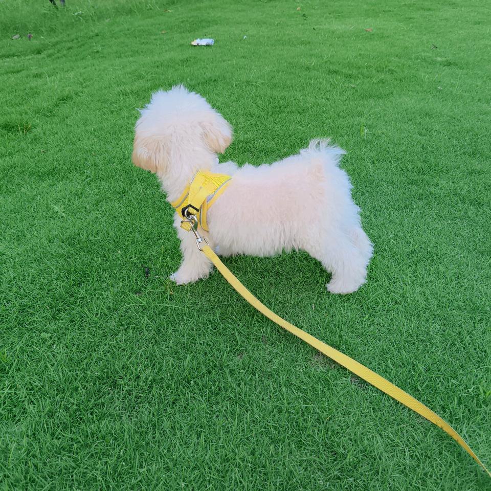 百香果
