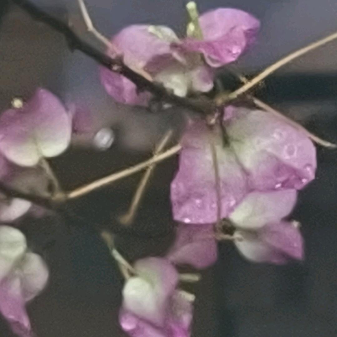 娟