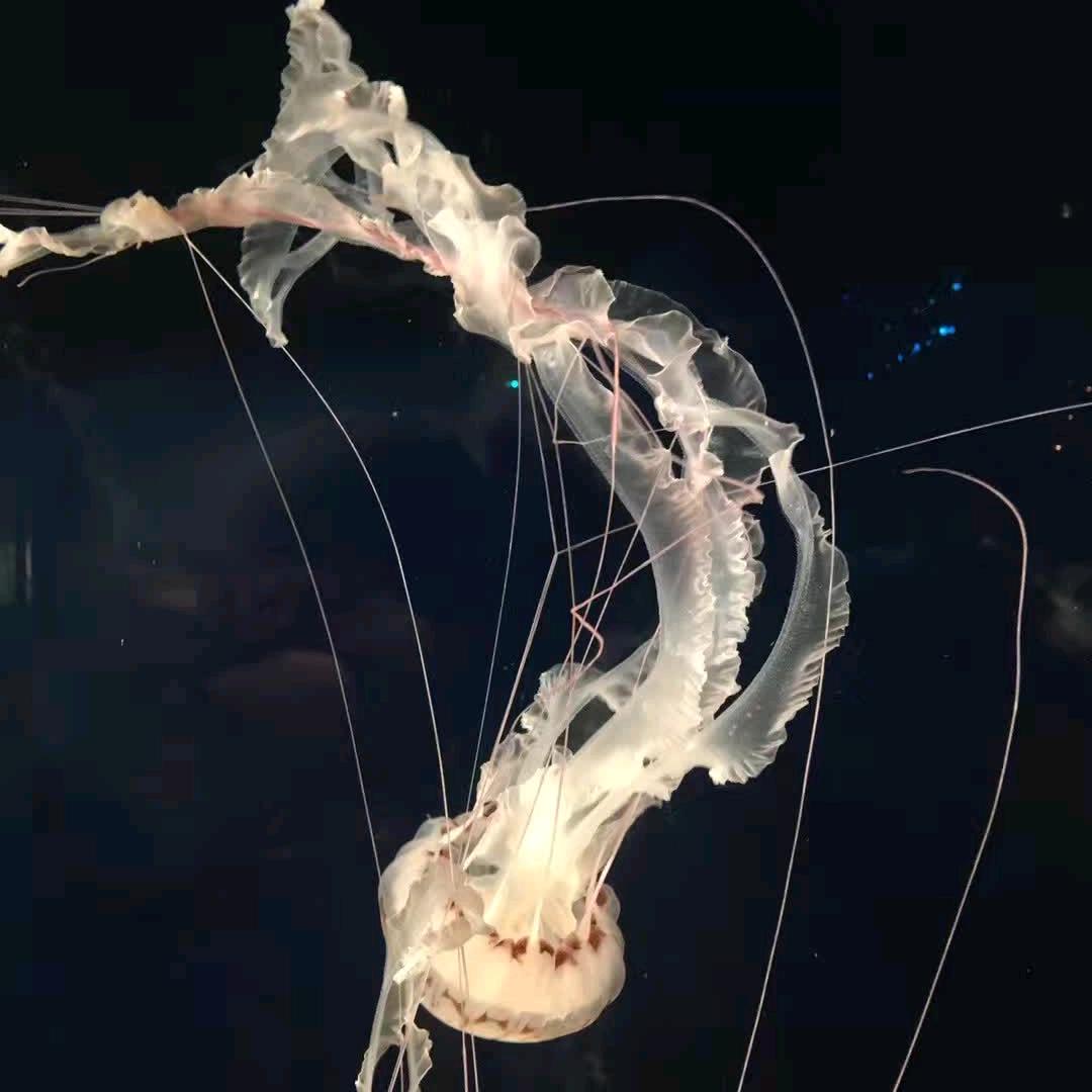 雾未净