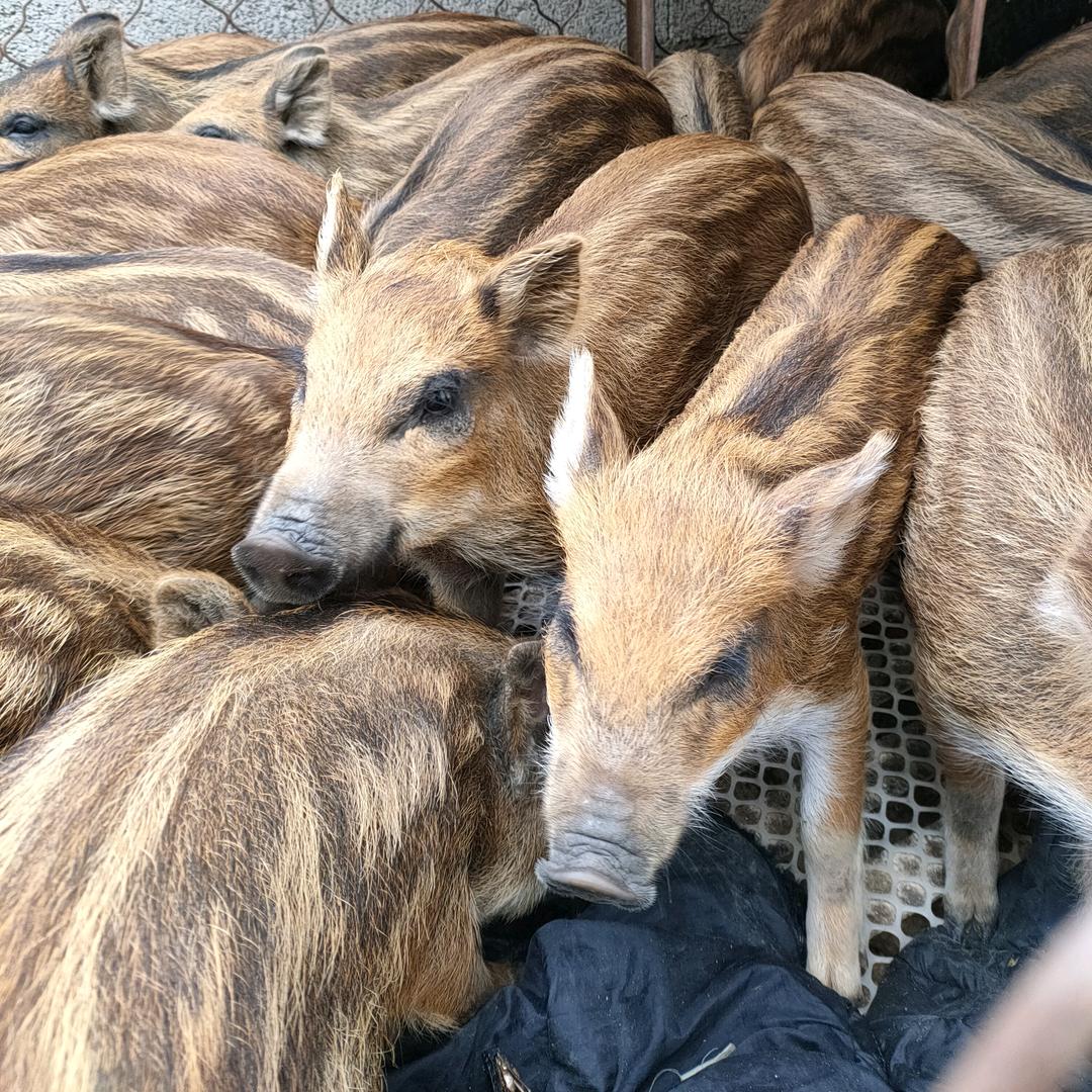 野猪养殖场