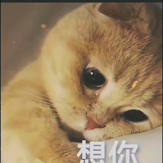 ᝰ信命不认命꧂.