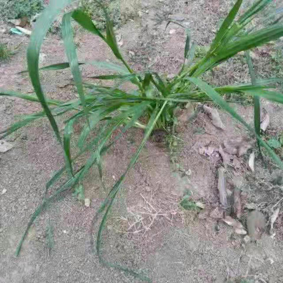 一棵草