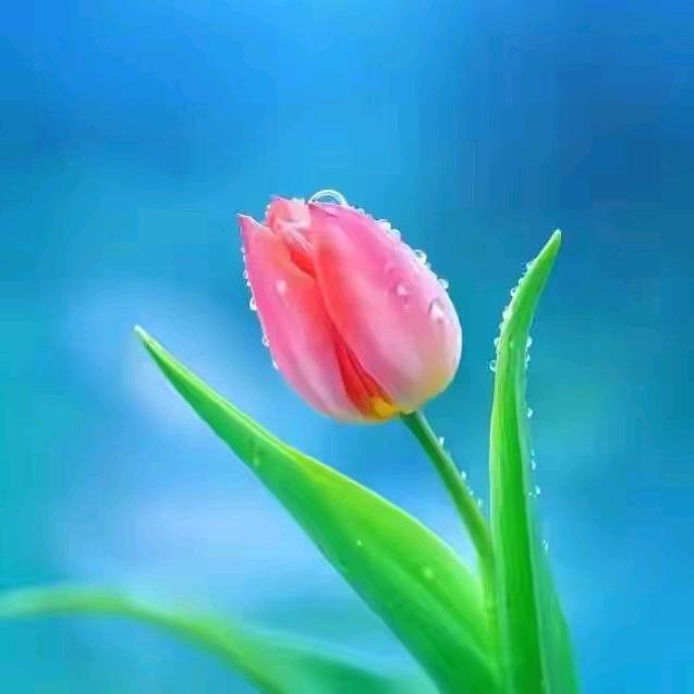郁金香🌷🌷🌷
