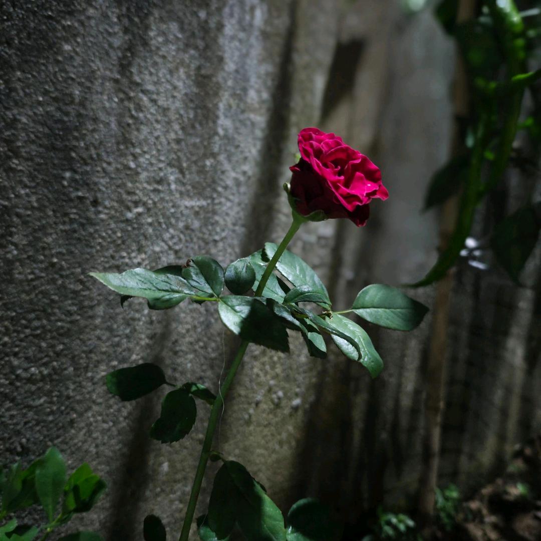 ʚ入鹤归画意ɞ