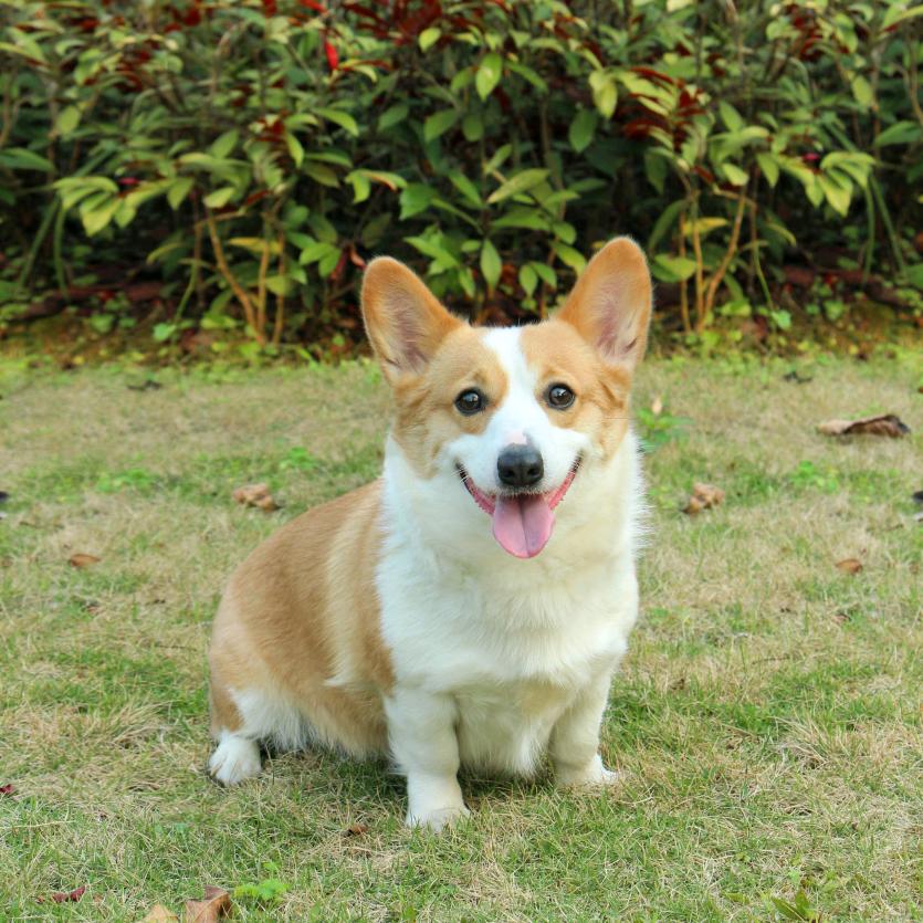 莱莱