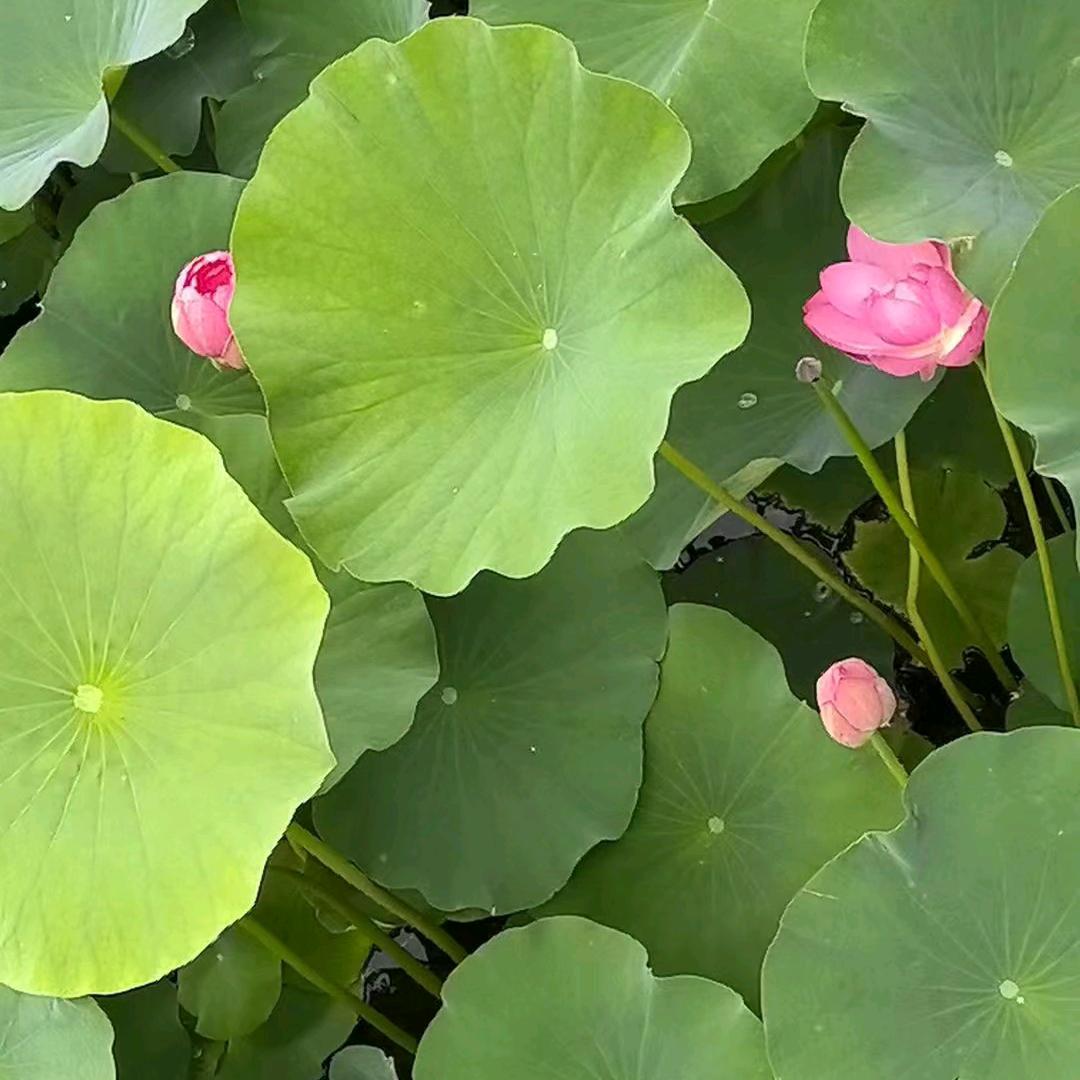 @q诺惜若兮