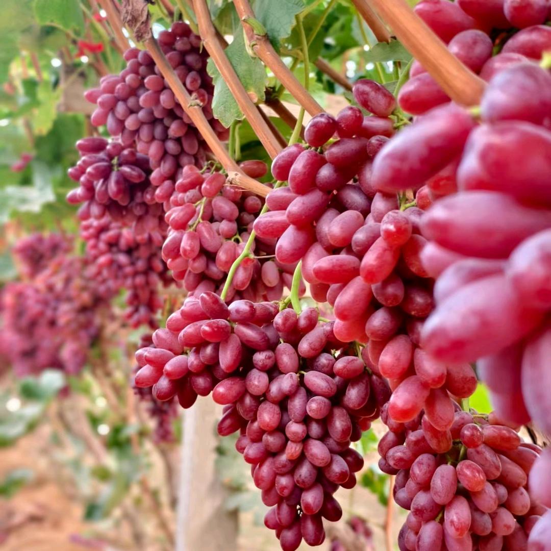 婉儿的田园小店