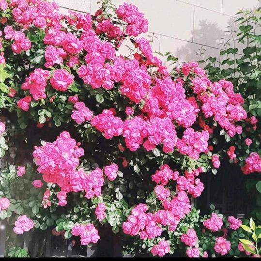 秋天的风吹到了冬天