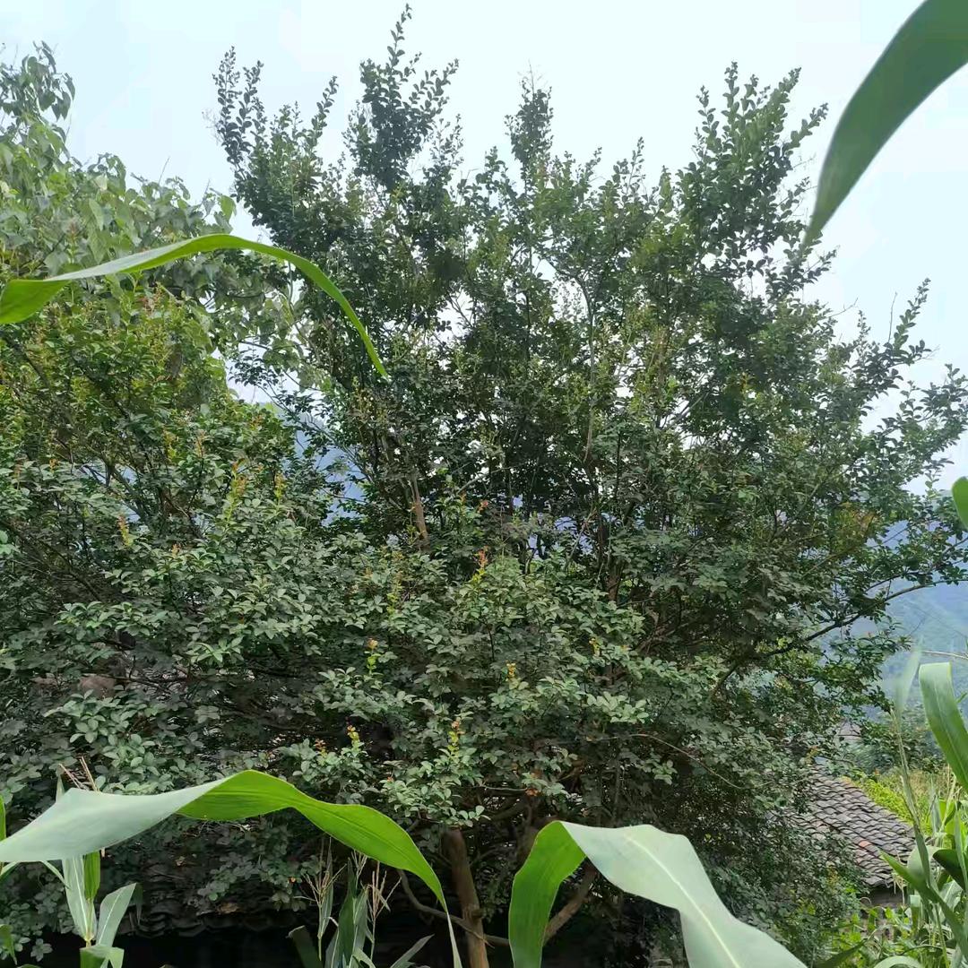 平常