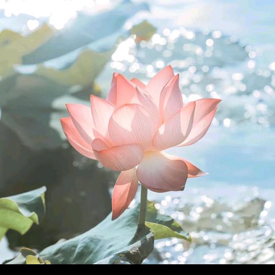 贤月