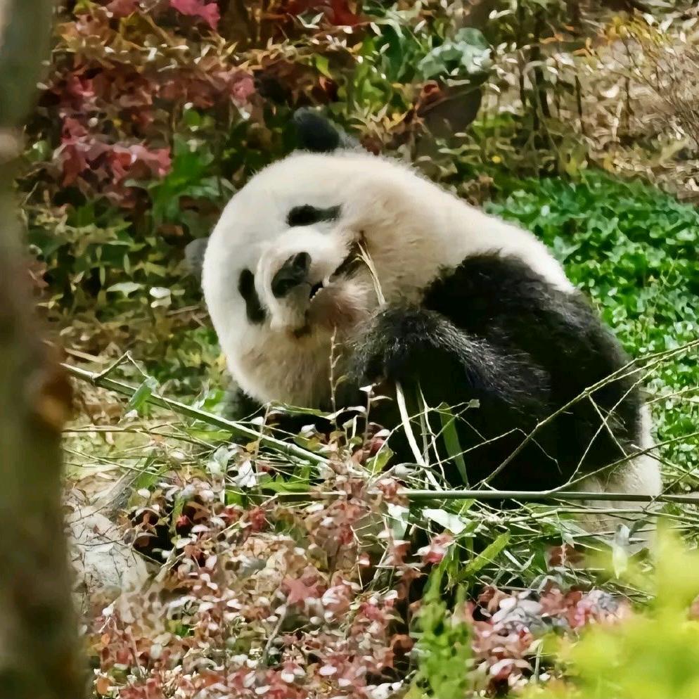 山猫