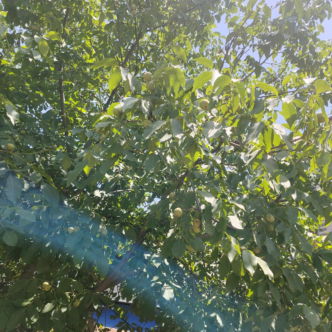 消失的章鱼
