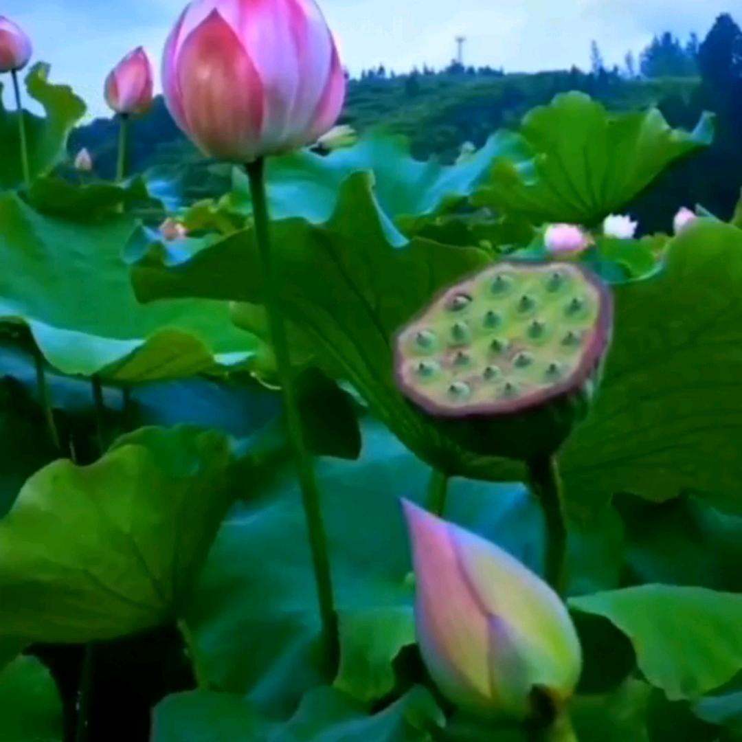 怡仁房产