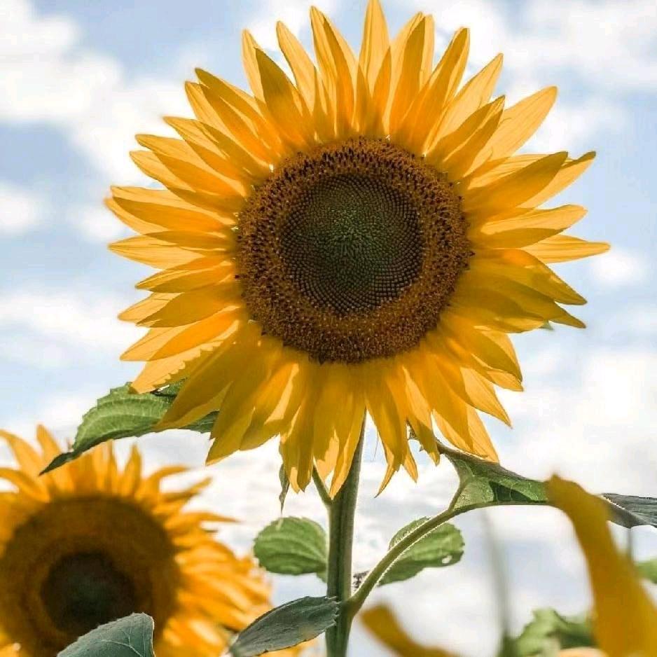 @向日葵🌻