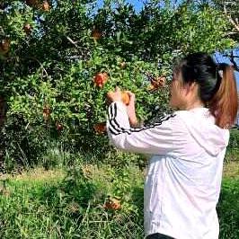 小娜吉祥树