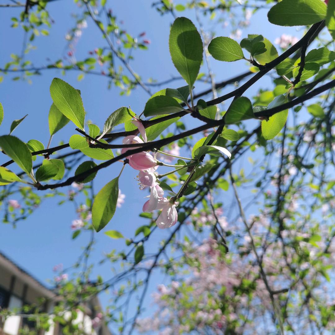 成都雅居易格家具有限公司