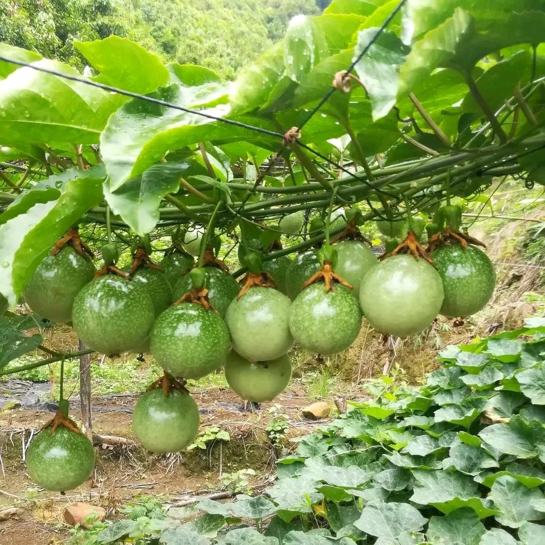 松岭工艺榄（航好讯信息咨询）
