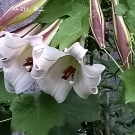 晨起有露，晚归有月