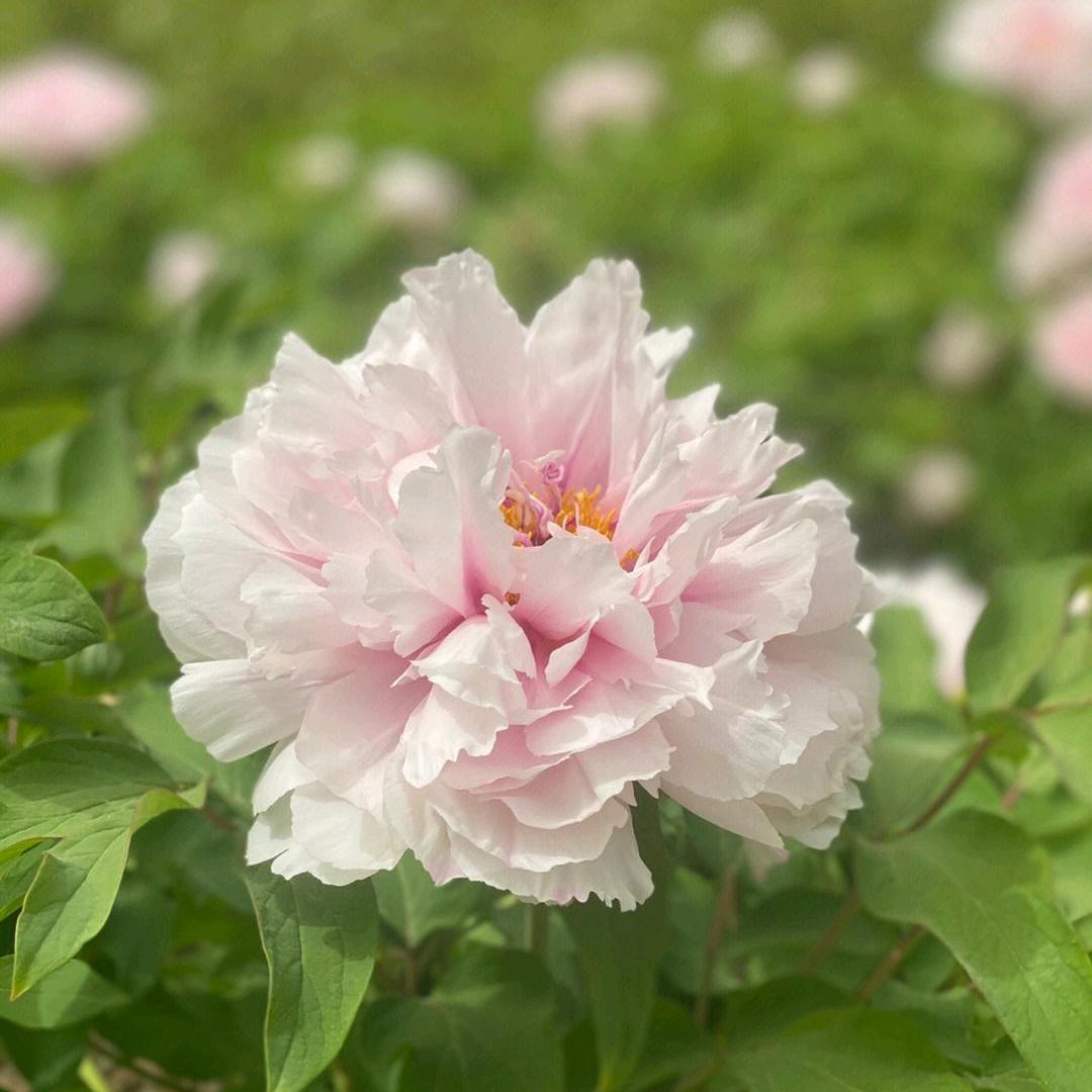 兰花草6677头像