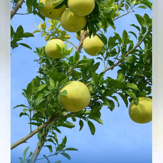 天在下雨我在想你