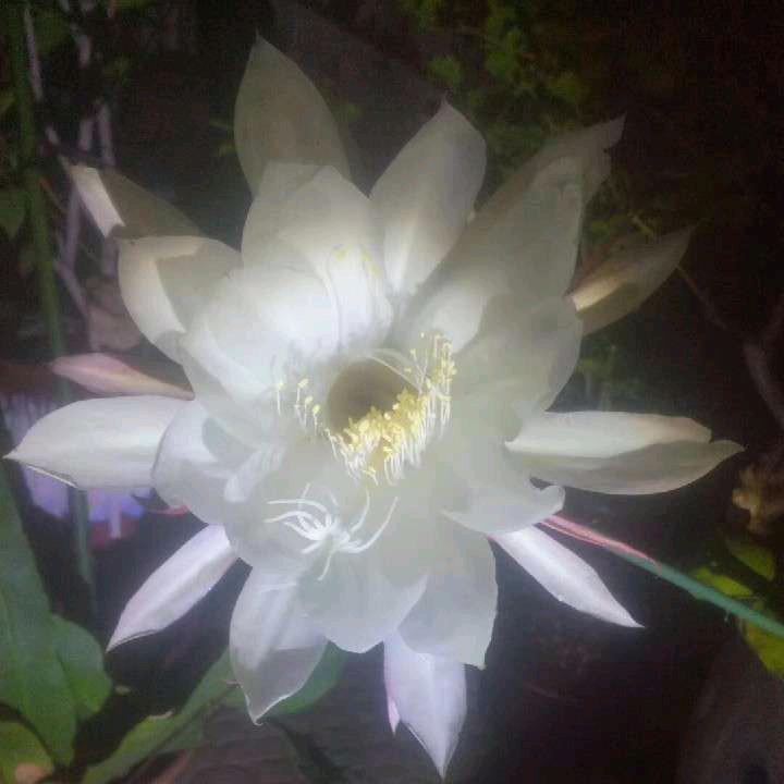 (❁´◡`❁)*✲ﾟ
