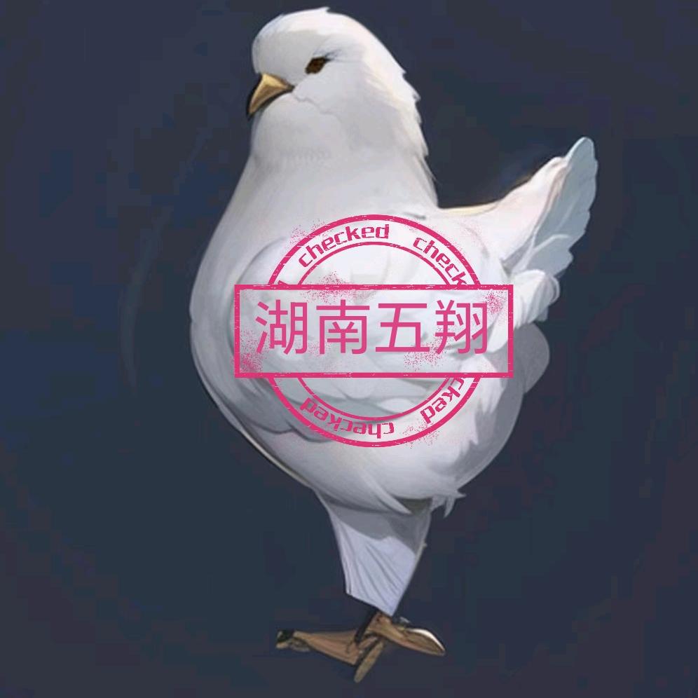 湖南五翔（蒙丹鸽 老妖鸽）