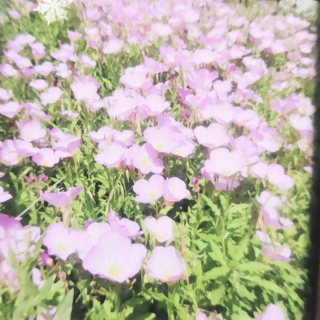 清苑明月