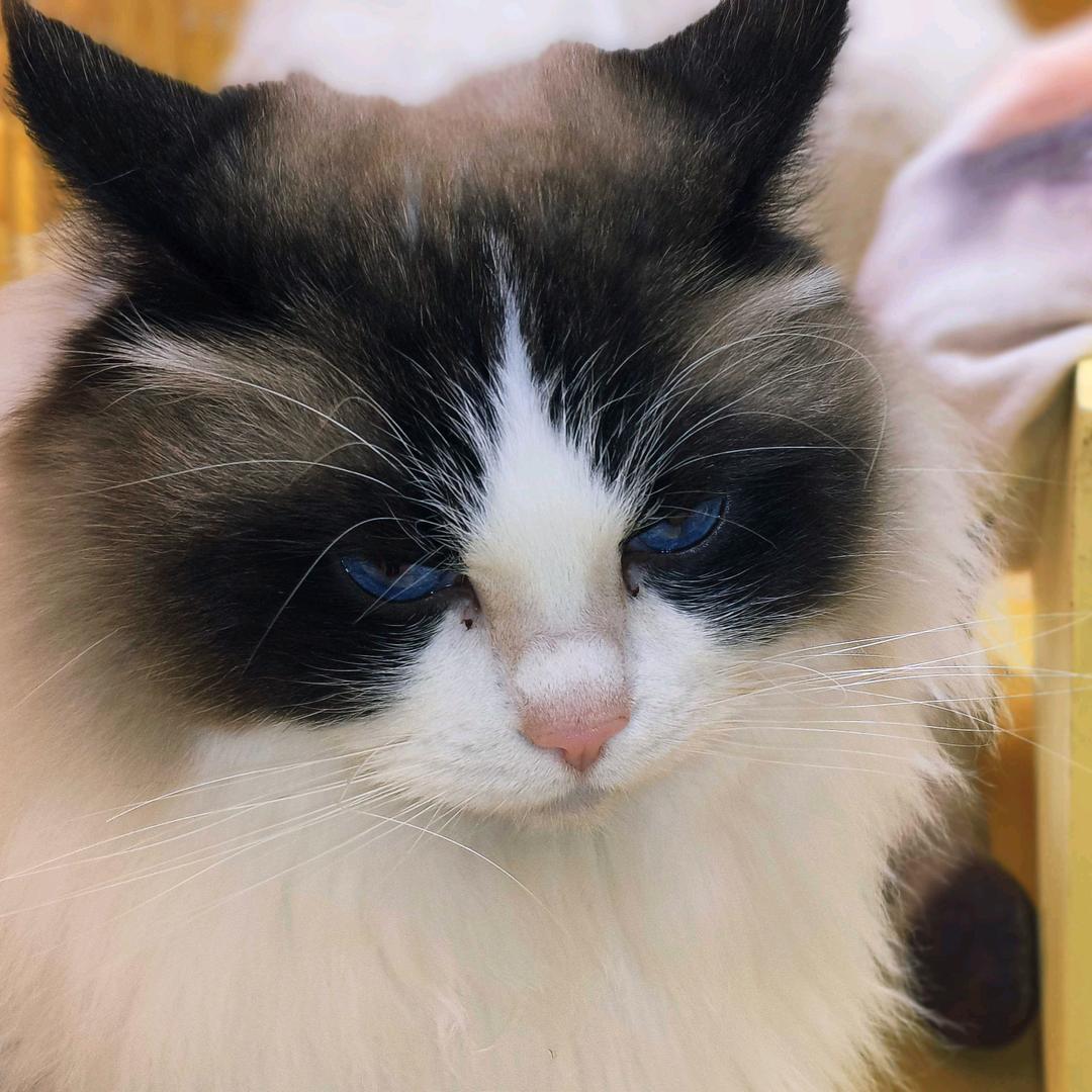 猫猫喵