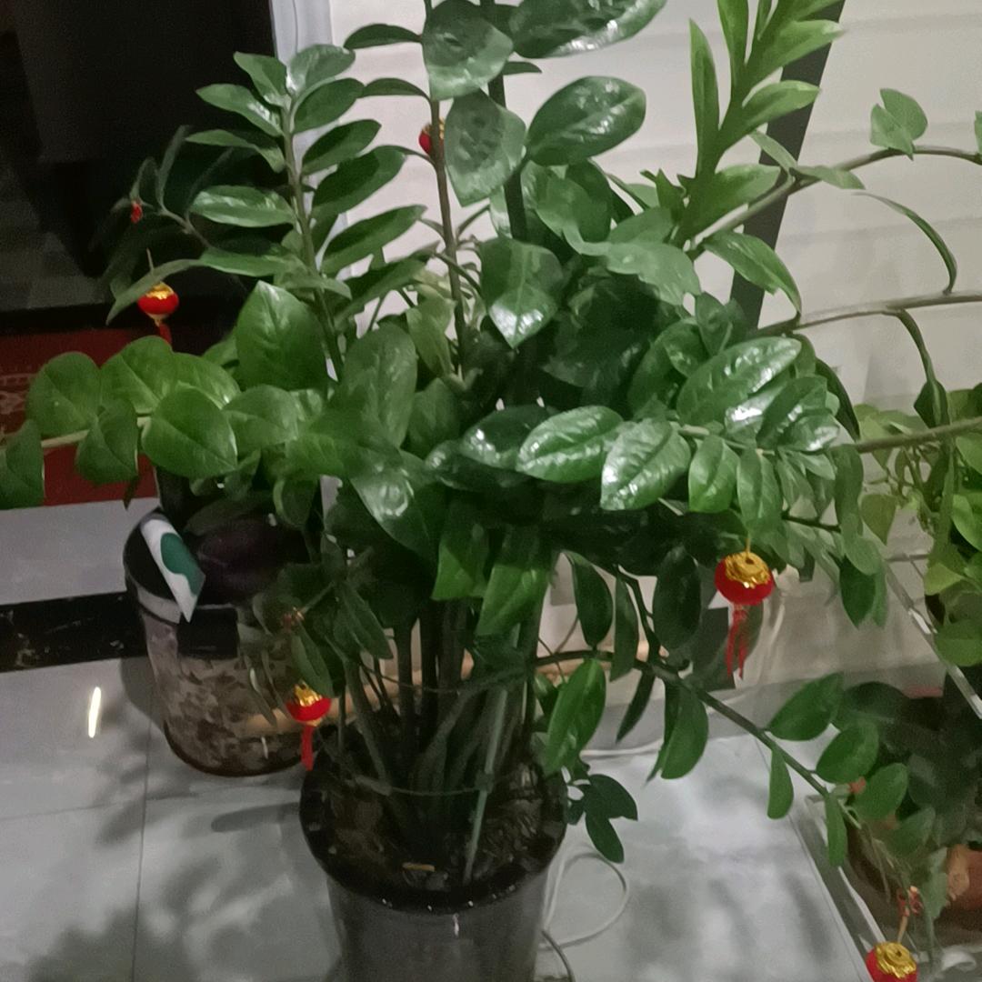 莎茹拉