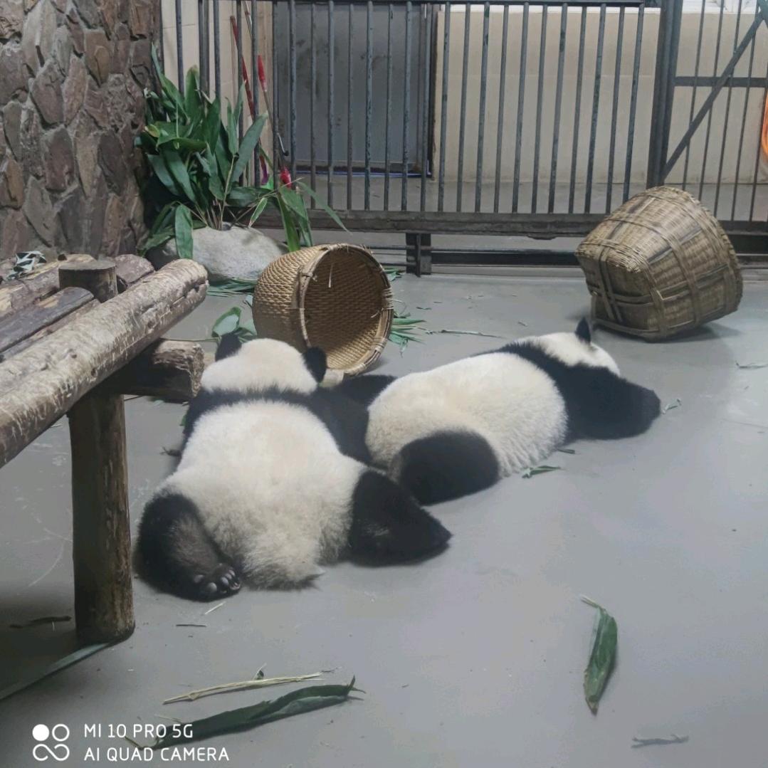 panda chen🐼