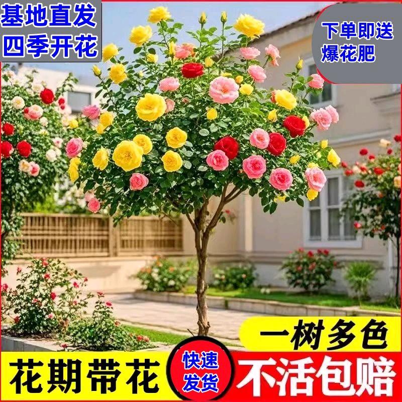 銮之精选优品店