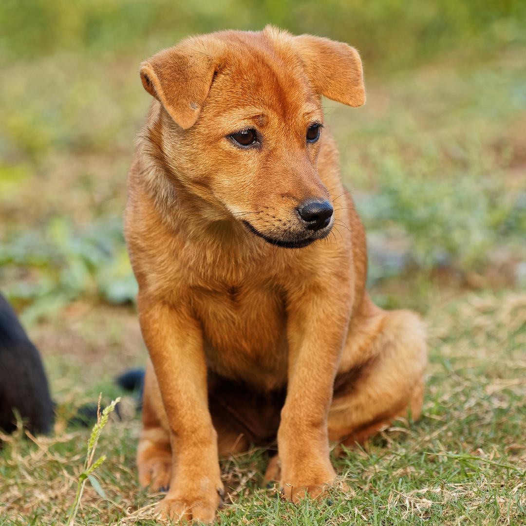 狗大神狗师傅（养狗经验分享）