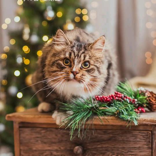 会发财的猫