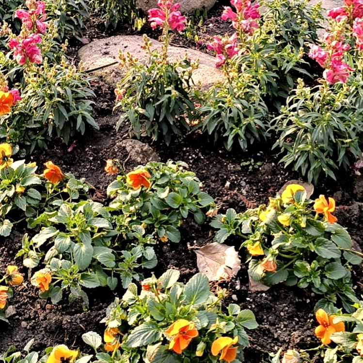 🌹🌺💐💐🍀☘️🌿🌿