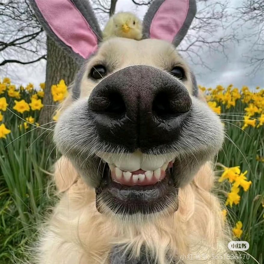 KSL（人机减肥版）