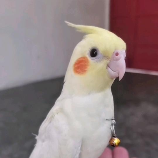 渔夫鹦鹉🦜