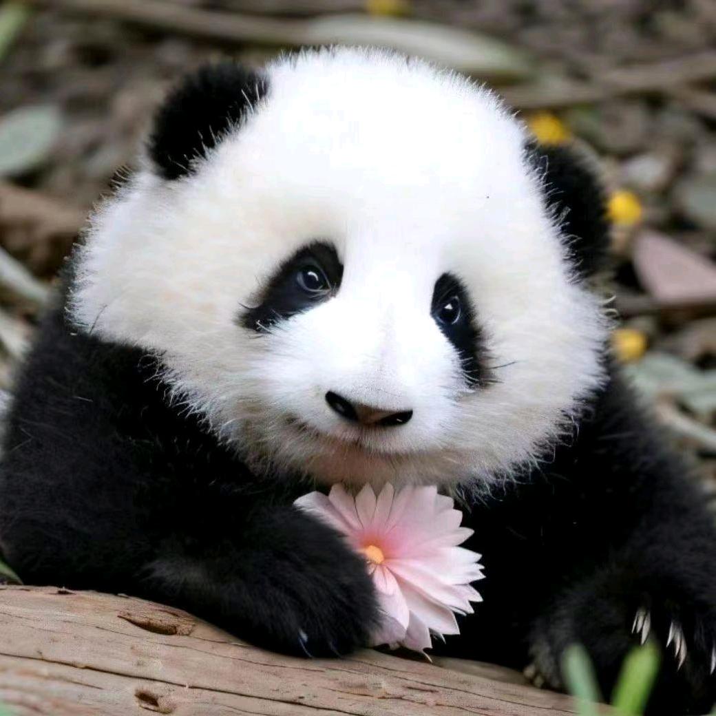 🌸🌸🌸