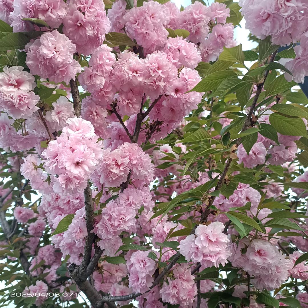 琴琴